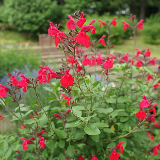 チェリーセージ